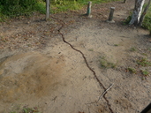 Safari Ant Column