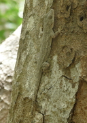 Hemidactylus platycephalus
