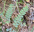 Astrolepis sinuata ssp. sinuata