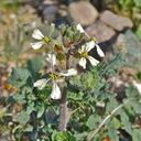 Eruca vesicaria ssp. sativa