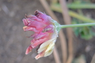 Trifolium sp. nov. aff. fucatum
