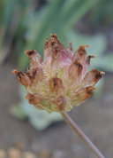Trifolium sp. nov. aff. fucatum