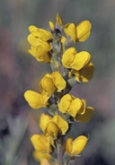 Thermopsis montana