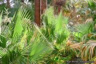 Washingtonia filifera