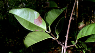 Tontelea mauritioides