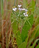 Navarretia intertexta ssp. intertexta