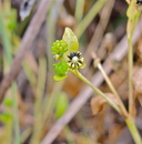 Ranunculus bonariensis var. trisepalus