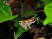 Mantidactylus opiparis