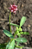 Trifolium stenophyllum
