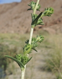 Pyrrocoma racemosa var. sessiliflora