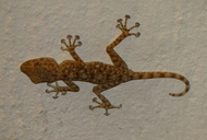 Ptyodactylus guttatus