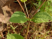 Melampodium perfoliatum