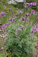 Centaurea scabiosa ssp. fritschii
