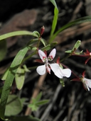 Lopezia gracilis