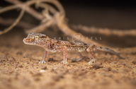 Eastern Sand Gecko