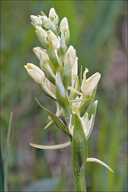 Platanthera bifolia ssp. bifolia