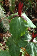 Trillium kurabayashii
