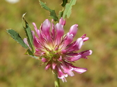 Trifolium mucronatum ssp. mucronatum