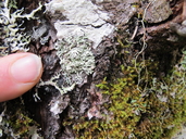 Parmeliopsis hyperopta