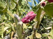 Opuntia cochenillifera