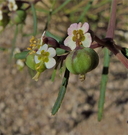 Euphorbia florida