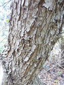 Quercus greggii