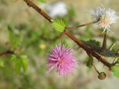 Mimosa tricephala var. xanti