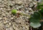 Ranunculus eschscholtzii var. oxynotus
