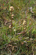 Micranthes integrifolia