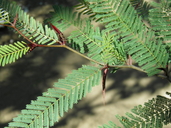 Acacia cochliacantha