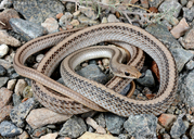 Mojave Patch-nosed Snake