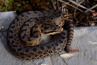 Eastern Twin Spotted Rattlesnake