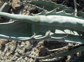 Agave sobria ssp. roseana