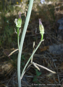 Delphinium parishii ssp. parishii