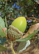 Quercus douglasii x