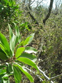 Sebastiania bilocularis