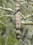 Erythrina flabelliformis