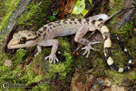 Kinabalu Angle-toed Gecko