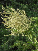 Celosia floribunda