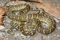 Papuan Carpet Python
