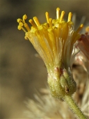 Bebbia atriplicifolia