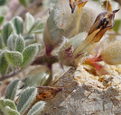 Astragalus newberryi var. newberryi