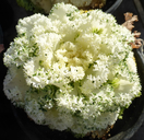 Brassica oleracea var. acephala