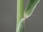 Melinis repens ssp. repens