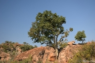 Small-leaved Rock-fig