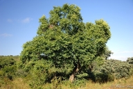 Pseudolachnostylis maprouneifolia