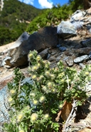Hhall's Bedstraw