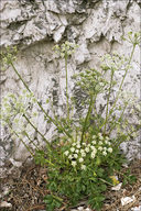 Hladnikia pastinacifolia