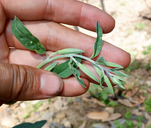 Clarkia mildrediae ssp. lutescens