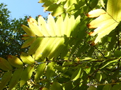 Cedrela salvadorensis